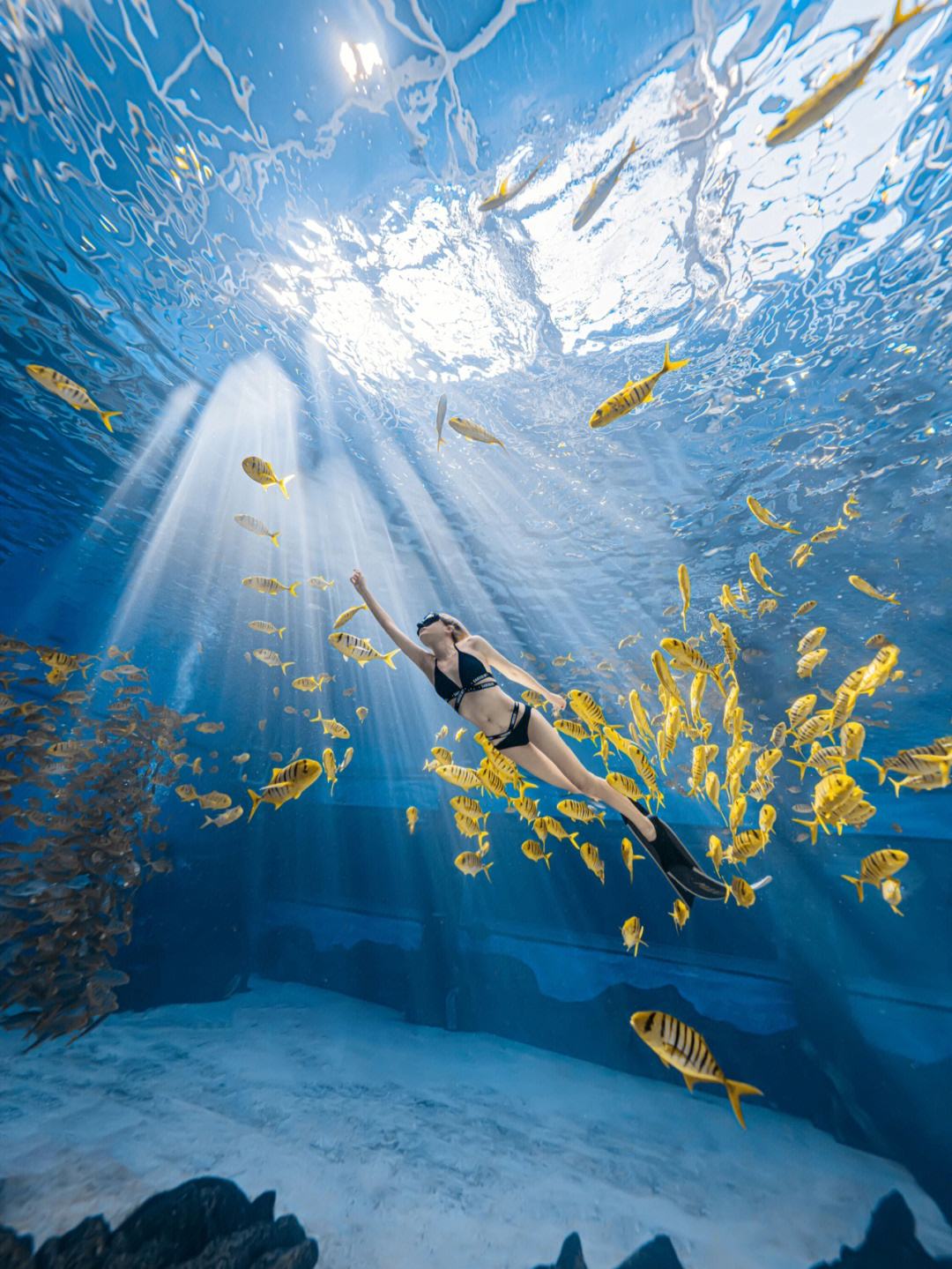 开云体育下载-关于新晋跳水王冠军诠释自由潜水之美的信息